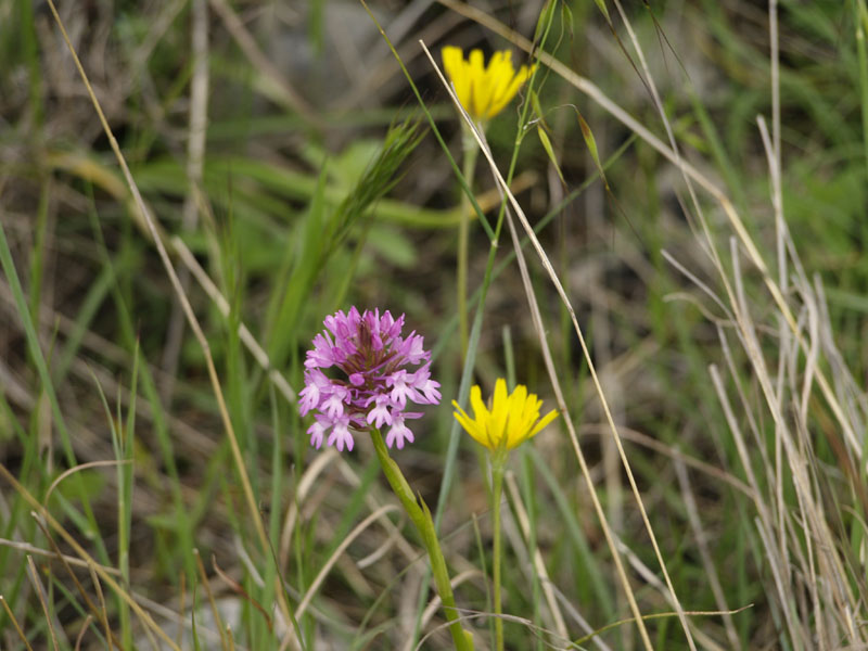 Anacamptis pyramidalis